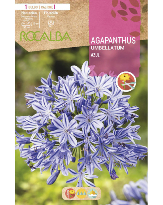 ROCA AGAPANTHUS UMBEL LATUM AZUL...